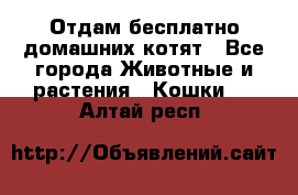 Отдам бесплатно домашних котят - Все города Животные и растения » Кошки   . Алтай респ.